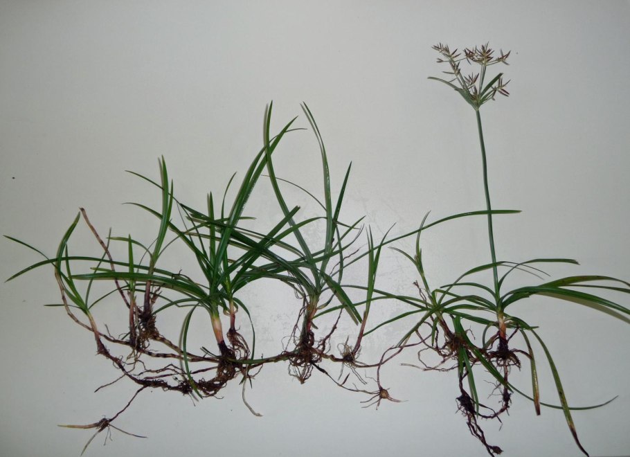 Лансифолия эскиз