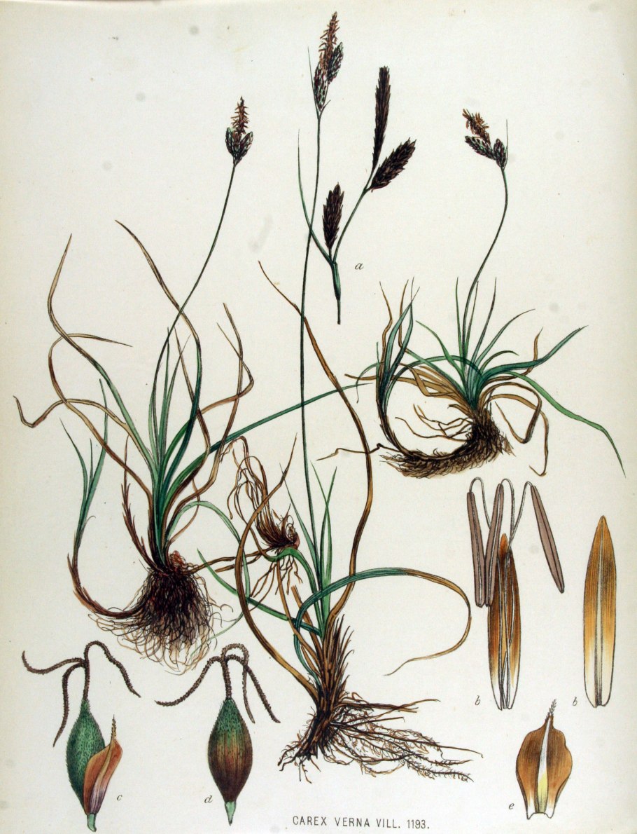 Стрелолист злаковый