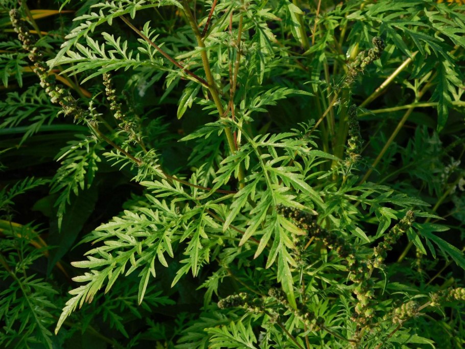 Амброзия Вариегата