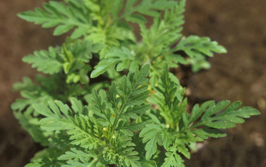 Амброзия в Абхазии