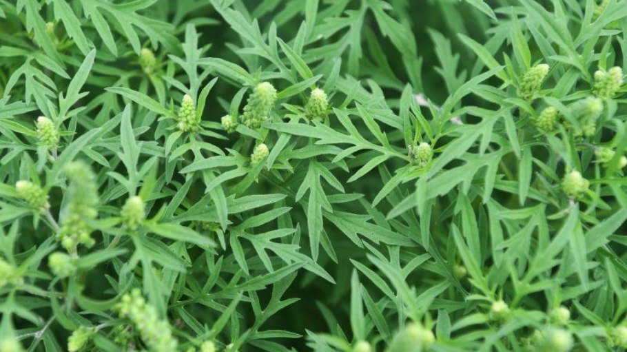 Амброзия бархатцы Полынь