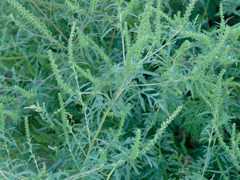 Артемида хейдс