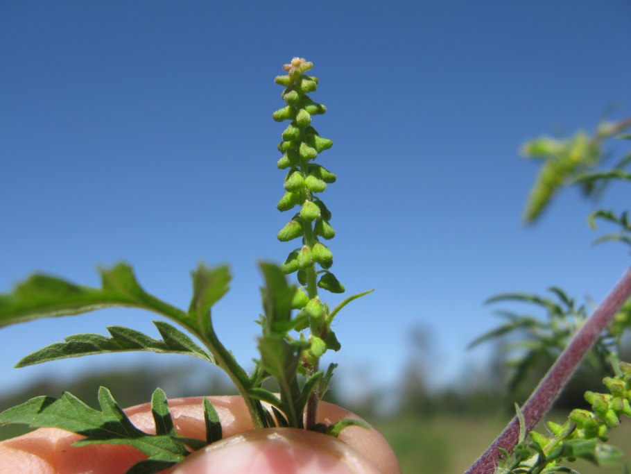 Амброзия в Израиле