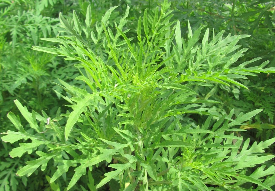 Амброзия Келли