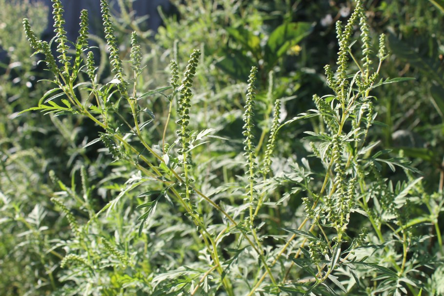 Амброзия трехраздельная