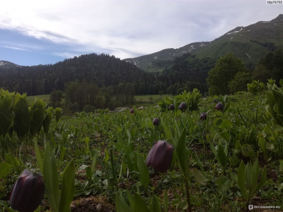 Альпийские Луга Абхазия