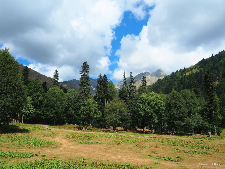 Абхазия горы альпийские луга