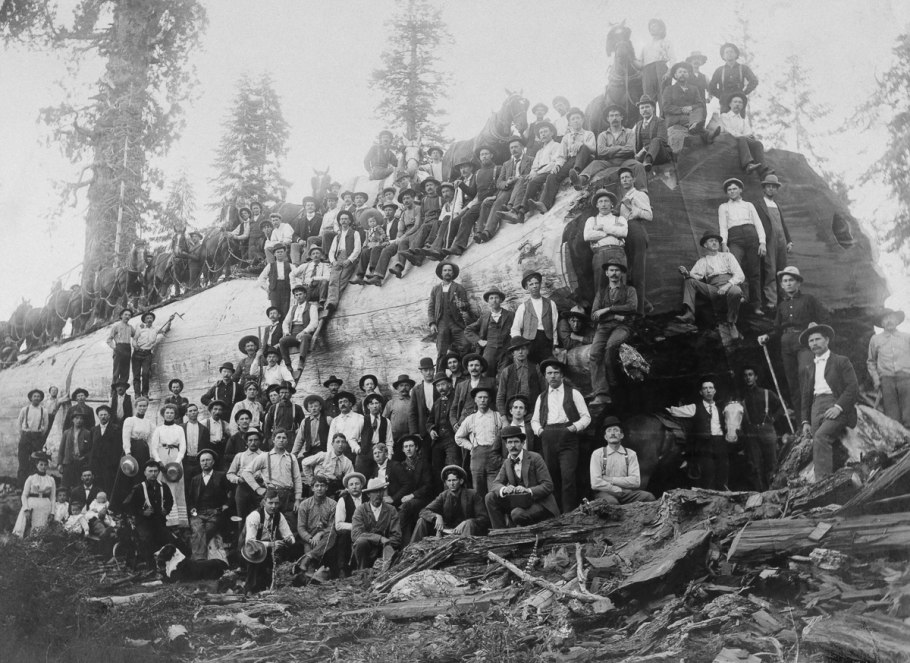 Лесорубы и гигантские деревья 1892-1937