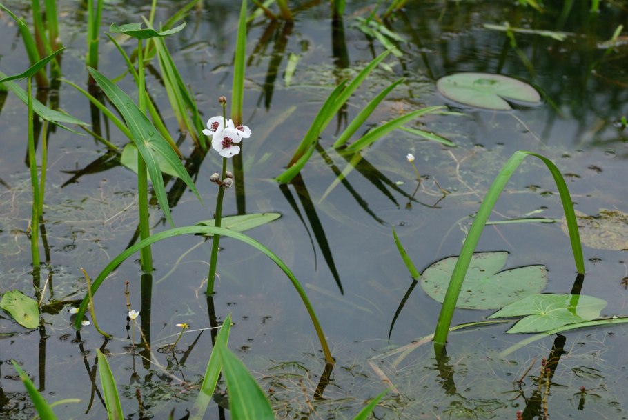 Sagittaria trifolia (стрелолист трёхлистный).