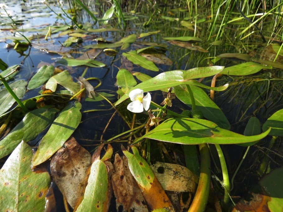Стрелолист Sagittaria sagittifolia