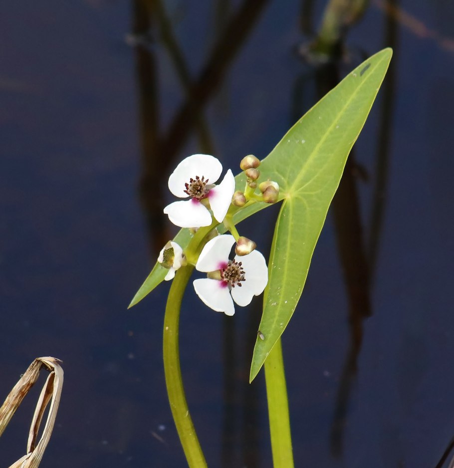 Лат. Sagittaria sagittifolia