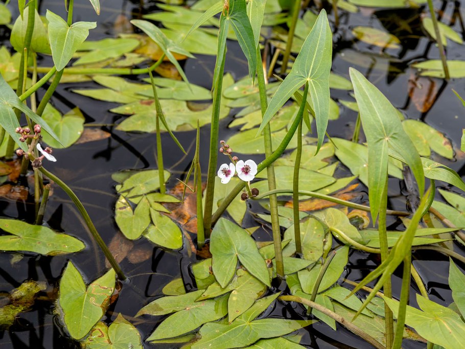 Стрелолист обыкновенный (Sagittaria sagittifolia)