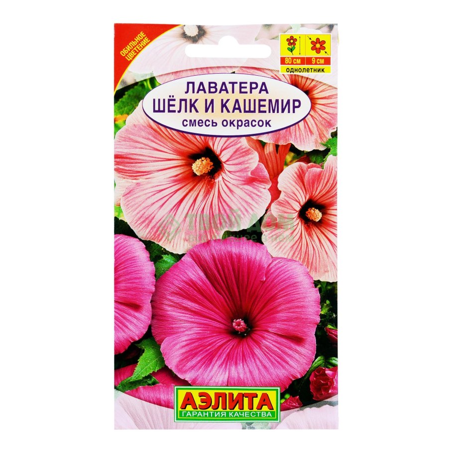 Лаватера "Lilac Lady"