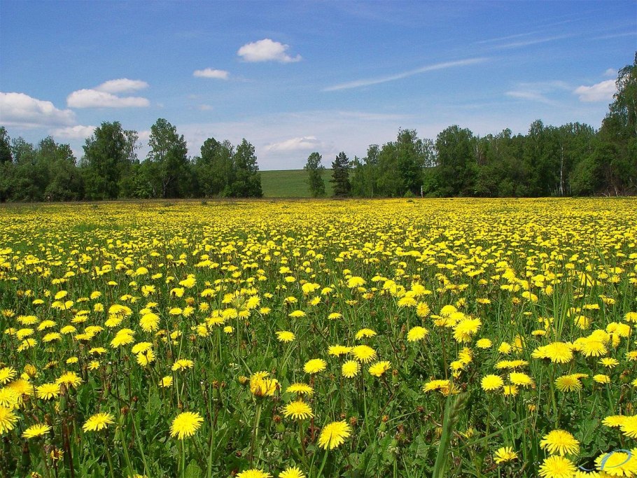 Одуванчик Аянский