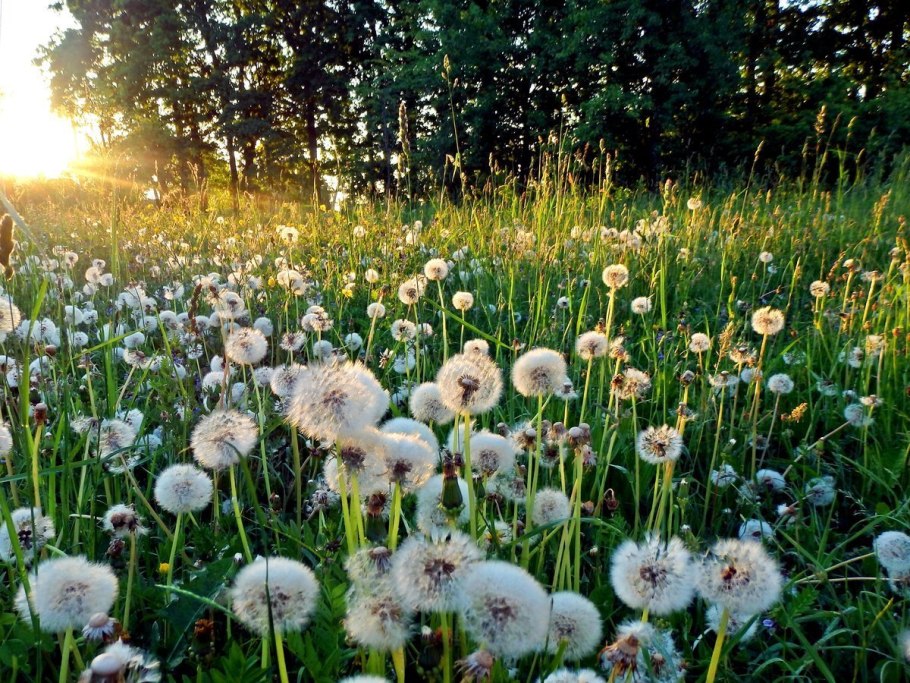 Поле одуванчиков
