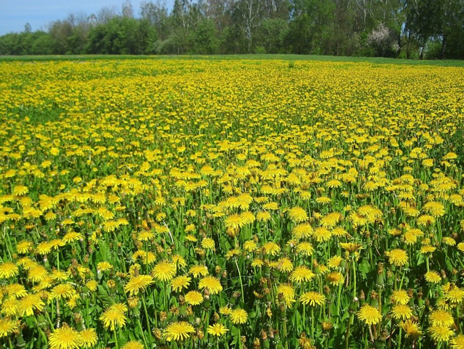 Золотой луг из одуванчиков