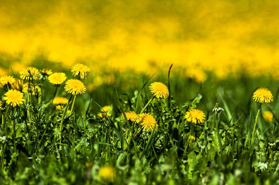 Поле одуванчиков
