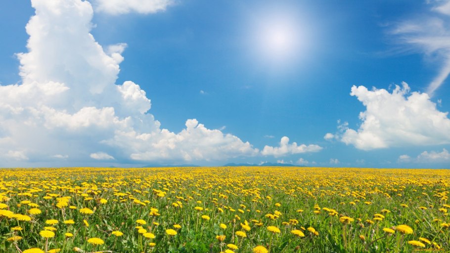 Одуванчик Луговой