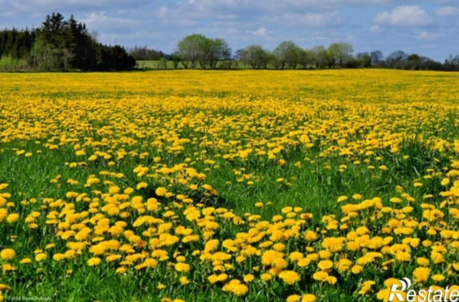Одуванчик Луговой