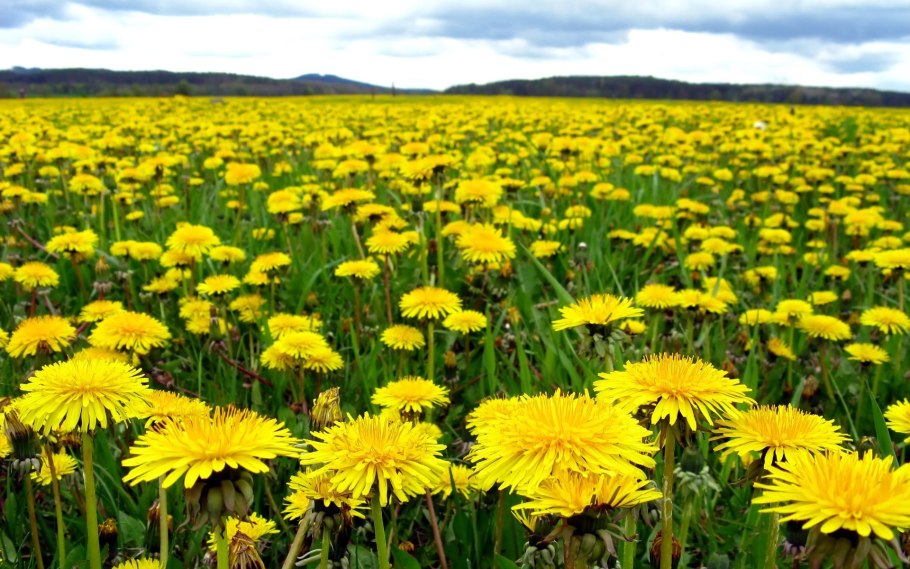 Луг белые одуванчики