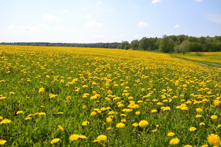 Геншин Поляна одуванчиков