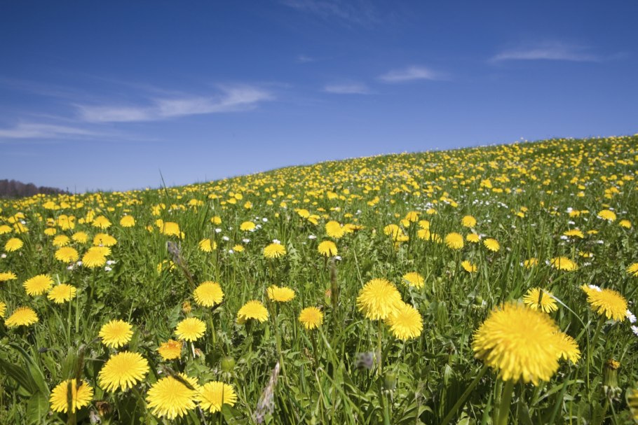 Яркий одуванчик