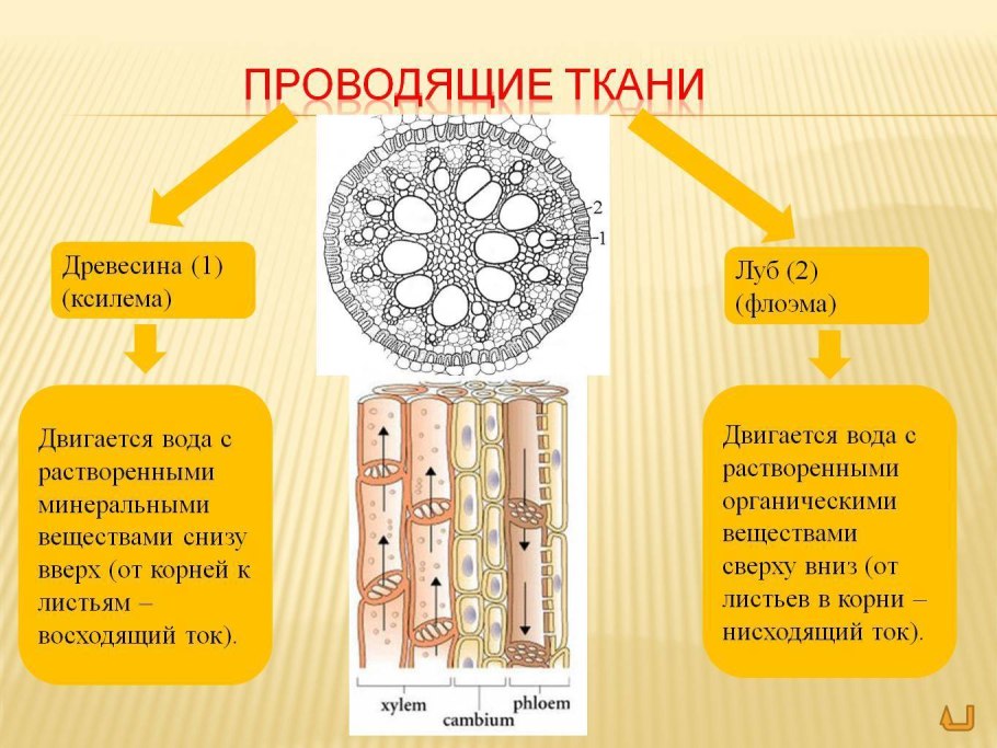 Ткани дерева Луб флоэма древесина