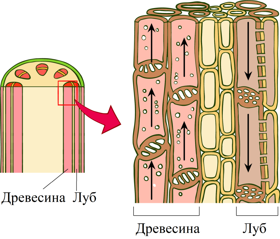 Ксилема и флоэма древесина