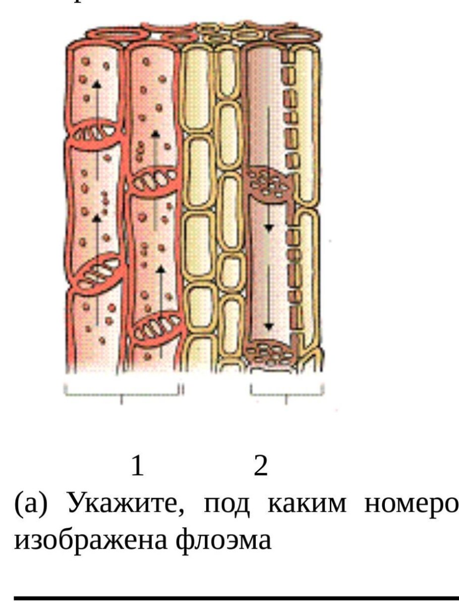 Лириодендрон под микроскопом