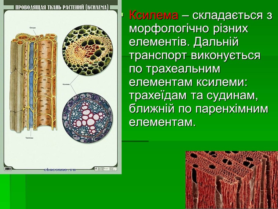 Ксилема у растений