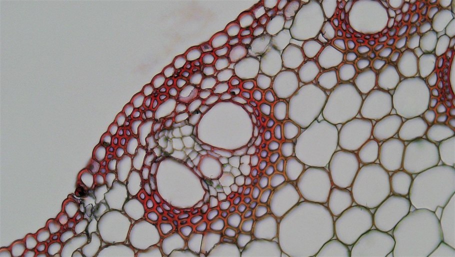 Xylem and phloem
