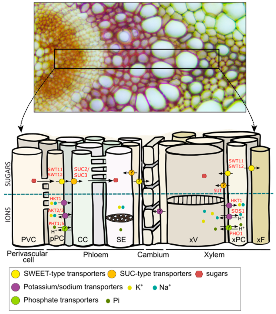 Plug Tissues Plant