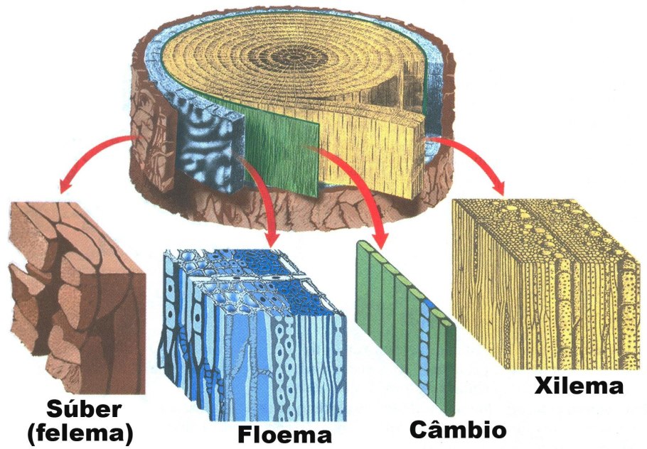 Monilia Cross Section sclerotia