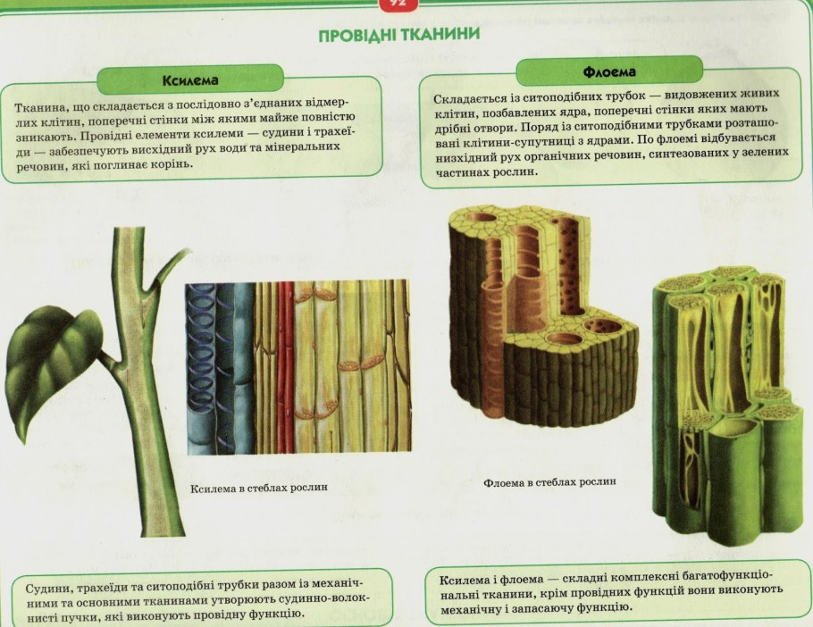 Тканини рослин