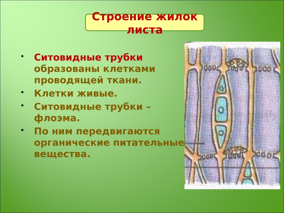 Транспорт по флоэме и ксилеме