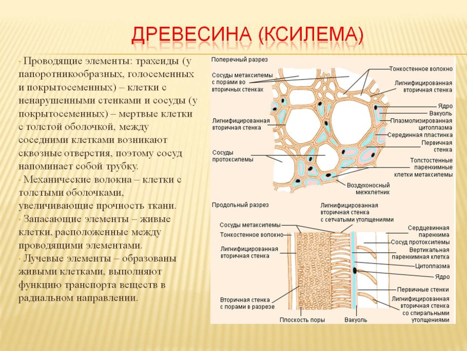 Проводящие элементы древесины ксилемы 6 класс