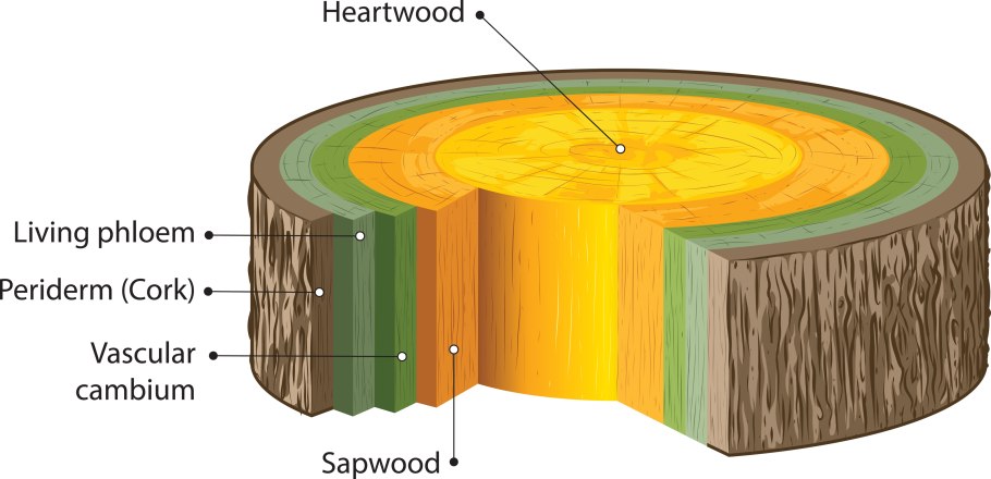 Phloem translocation