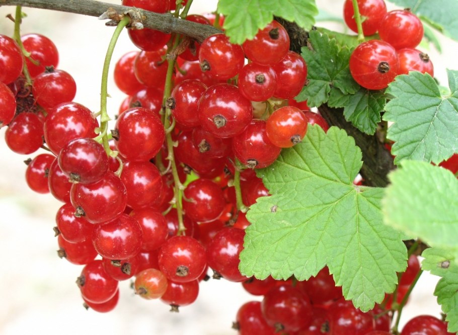 Смородина и крыжовник