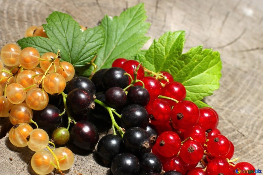 Смородина красная кустарник