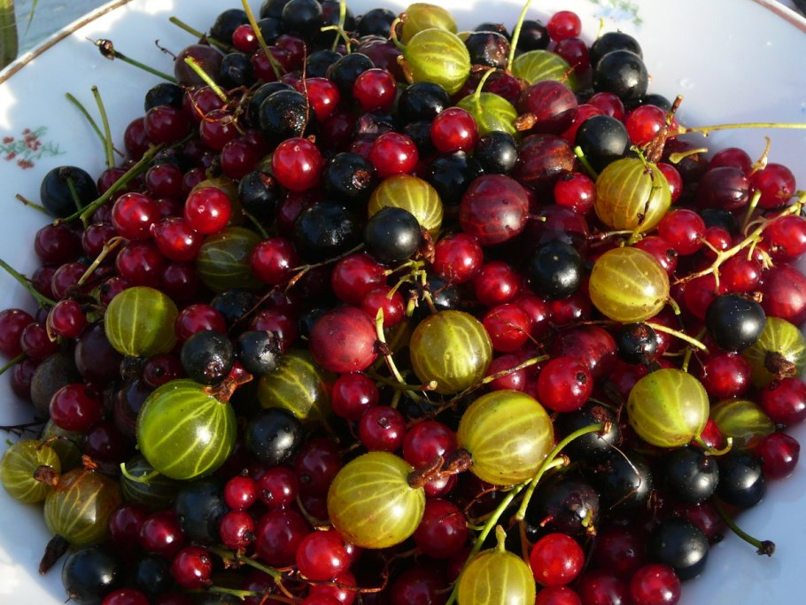 Ягодное лукошко смородина