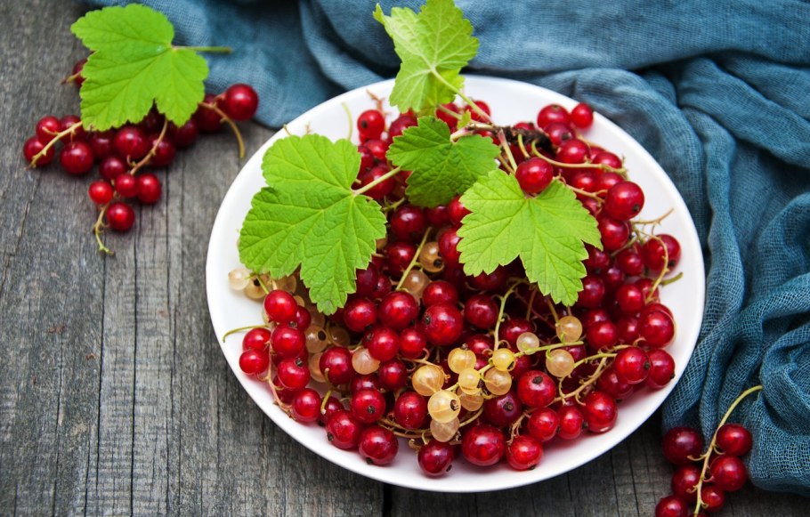 Смородина красная Задунайская