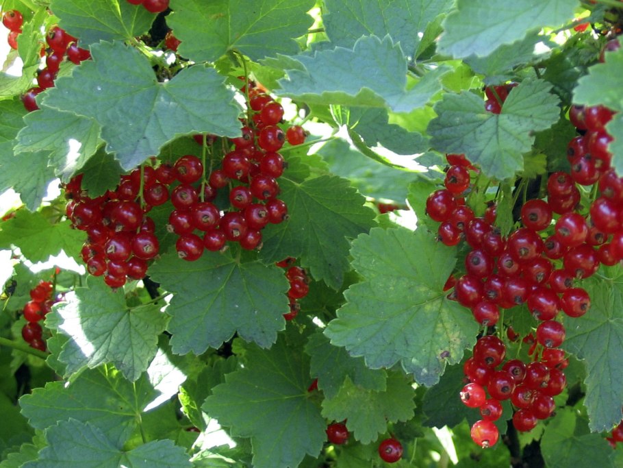 Смородина красная кустарник