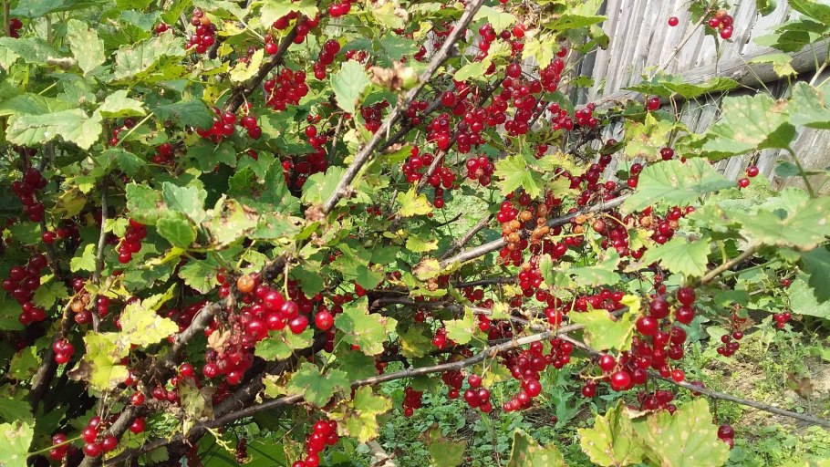 Смородина в лукошке