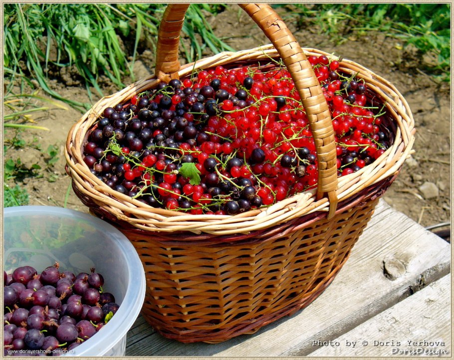 Крыжовник (ribes grossularia &#96;Командор&#96;)