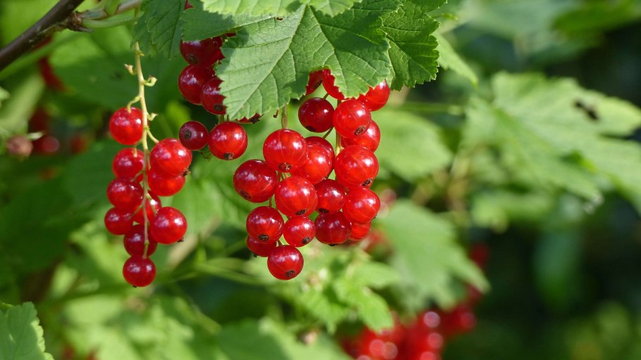 Крыжовник, вишня, малина, черная смородина