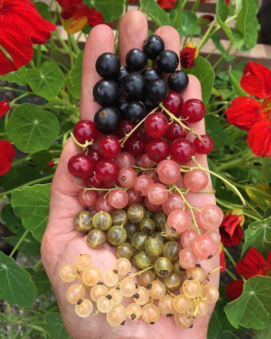 Куст красная смородина красная