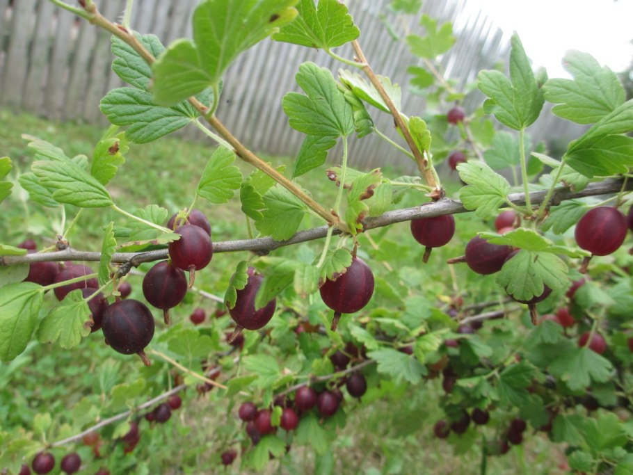 Ягоды красной смородины