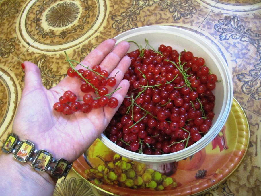 Красная смородина Виксне кустарник