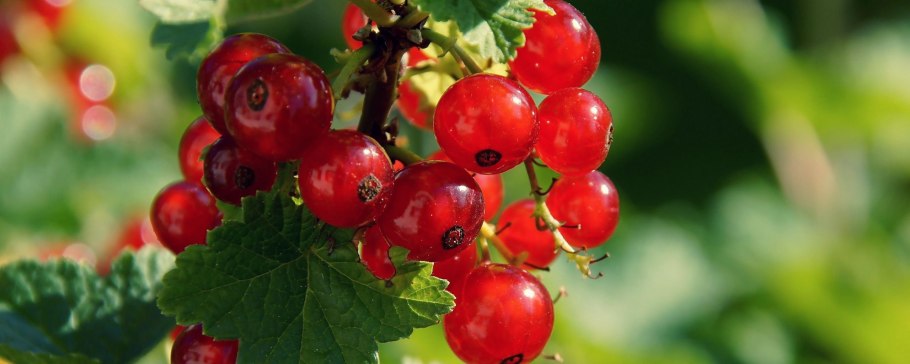 Смородина в лукошке