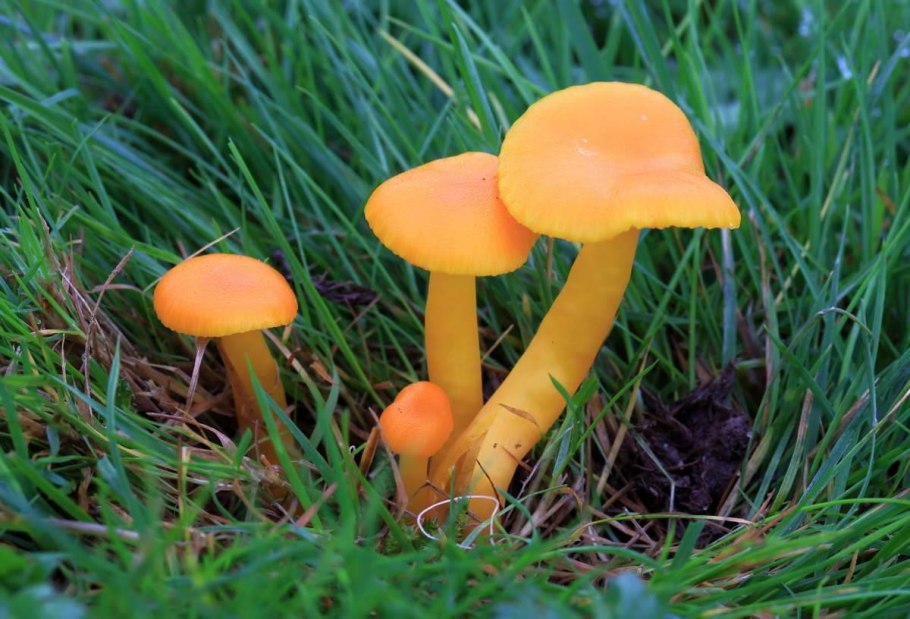Hygrocybe ceracea